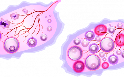 Ce qu’il faut savoir sur les menstruations