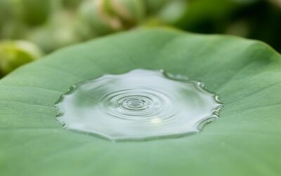 Larves moustiques : comment lutter efficacement contre ces nuisibles avec des méthodes biologiques